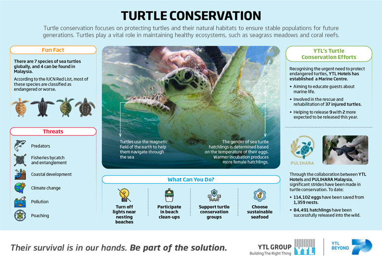 Turtle Conservation